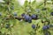 Closeup of blue thorn berries on green-leaved bushes during daylight