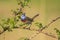 Closeup of a blue-throat bird Luscinia svecica cyanecula sining