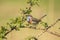 Closeup of a blue-throat bird Luscinia svecica cyanecula sining