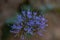 Closeup of blue throatwort & x28;Trachelium caeruleum& x29; flower on a blurry background