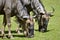 Closeup blue wildebeest feeding