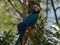 Closeup of blue-and-yellow macaw Ara ararauna colorful parrot bird wildlife nature Inca jungle Trail Peru South America