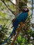 Closeup of blue-and-yellow macaw Ara ararauna colorful parrot bird wildlife nature Inca jungle Trail Peru South America