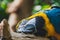 A closeup of Blue-and-yellow Macaw in a conservatory.