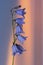 Closeup of a bluebell flower at sunset