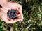 Closeup of blueberries in man`s hands in forest