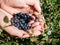 Closeup of blueberries in man`s hands in forest