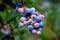 Closeup of blueberry bunch