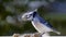 Closeup of a Bluejay Bird on top of a fence