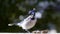 Closeup of a Bluejay Bird on top of a fence