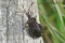 Closeup on a boat shield bug, Enoplops scapha, warming up in the sun on a wooden pole