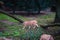 Closeup of a bobcat walking on the grass in a forest