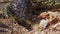 Closeup of a bobtail lizard eating off the ground