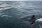 Closeup of body and fin of great white shark swimming