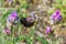 closeup Bombus lapidarius, Commonly known as the red tailed bumblebee, collecting nectar from flower