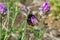 Closeup Bombus lapidarius, Commonly known as the red tailed bumblebee, collecting nectar from flower