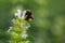 Closeup of Bombus terrestris