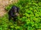 Closeup of a bonobo infant standing by some plants, human ape, pygmy chimpanzee, Endangered animal specie from Africa