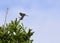 Closeup of a Boreal Chickadee perched on top of a pine tree