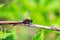 Closeup of a Boreal Whiteface dragonfly with damaged wings