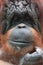 Closeup of bornean orangutan