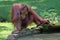 closeup bornean orangutan on the grass