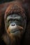 closeup bornean orangutan on the grass