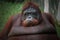 closeup bornean orangutan on the grass