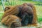 Closeup of a bornean orangutan, great ape from Asia, Critically endangered animal specie