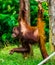 Closeup of a bornean orangutan hanging on a wooden pole, beautiful tropical primate, critically endangered animal specie from