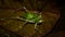 Closeup of Borneo bush cricket.