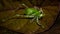 Closeup of Borneo bush cricket.