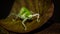 Closeup of Borneo bush cricket.