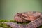 Closeup of Borneo pit viper snake slithering on green mosy rock on blur background