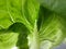 Closeup of Boston Bibb Lettuce Leaves Background