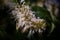 Closeup of a Bottlebrush buckeye plant, Aesculus parviflora