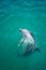 Closeup bottlenosed dolphin looking out