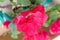 Closeup of Bougainvillea