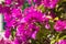 Closeup of Bougainvillea Flowers