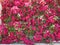 Closeup of Bougainvillea flowers