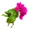 Closeup of bougainvillea flowers and leaves
