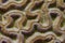 Closeup of Boulder Brain Coral Pattern