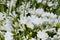 Closeup of a bountiful field of snow white meadowfoam Limnanthes douglasii nivea, a wildflower