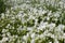 Closeup of a bountiful field of snow white meadowfoam Limnanthes douglasii nivea, a wildflower