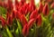 Closeup bouquet of fresh red tulips. Valentines day, women day, mothers day, spring, romance and love. Tulip symbol of spring.