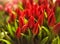 Closeup bouquet of fresh red tulips. Valentines day, women day, mothers day, spring, romance and love. Tulip symbol of spring.