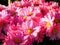 Closeup of a bouquet of pink Barberton daisies under the sunlight