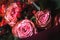 Closeup of a bouquet with pink roses and Transvaal daisies under the lights