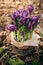 Closeup bouquet of saffron flowers in forest