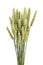 Closeup of a bouquet of wheat isolated on a white background